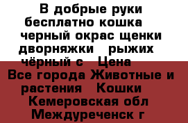 В добрые руки бесплатно,кошка,2.5черный окрас,щенки дворняжки,3 рыжих 1 чёрный,с › Цена ­ - - Все города Животные и растения » Кошки   . Кемеровская обл.,Междуреченск г.